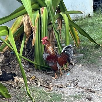 Keneke's Grill at Punaluu - Cute animals - Hawaiian Near Me - Punalu'u, Hawaii Keneke's Grill at Punaluu - Cute animals - Hawaiian Near Me - Punalu'u, Hawaii