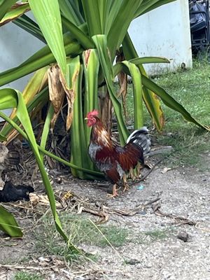 Keneke's Grill at Punaluu by null