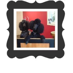 Utopia Pet Salon