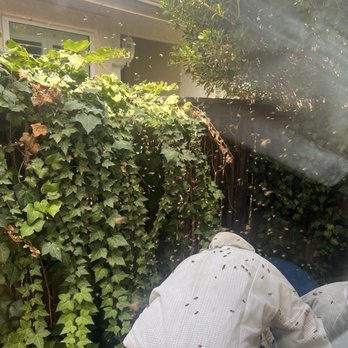 Bee Guy Travis - Removing the hive - Pest Control Near Me - Menifee, California