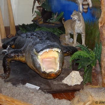 Old Davie School Historical Museum - When the first pioneers arrived to the frontier town, this is what they found, as it was part of The Everglades. - Venues & Event Spaces Near Me - Davie, Florida Old Davie School Historical Museum - When the first pioneers arrived to the frontier town, this is what they found, as it was part of The Everglades. - Venues & Event Spaces Near Me - Davie, Florida