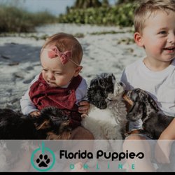 Florida Puppies Online - Dogs With Kids on Beach