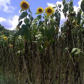 Sweetfields Farm - 2015 - Sweetfields - Farmers Market Near Me - Masaryktown, Florida