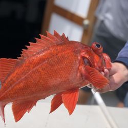 Four Reel Sportfishing