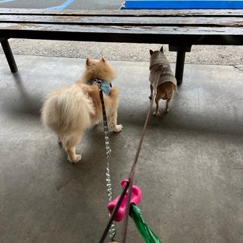 Community Veterinary Hospital - My two sick dogs. - Veterinarians Near Me - Garden Grove, California Community Veterinary Hospital - My two sick dogs. - Veterinarians Near Me - Garden Grove, California