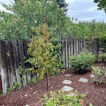 Green World Landscape - Fruit trees planted and mulch - Landscaping Near Me - Concord, California