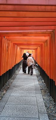 Senbon Torii (Thousand Torii Gates) by null
