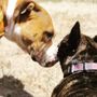 Photo of Little Buddhas Dog Walking & Pet Sitting
