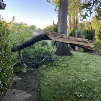 Fair Oaks Arborist - Tree Services Near Me Fair Oaks Arborist - Tree Services Near Me