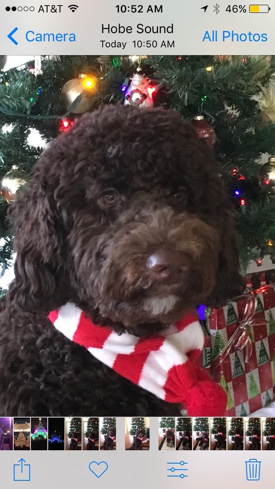 RAZZLE DAZZLE PETS Updated September 2024 6126 SE Federal Hwy