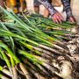 Photo of Orie's Farm Fresh