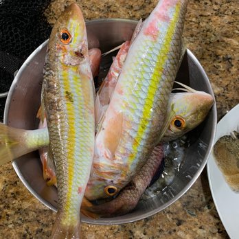 All About Fish - Big ones - Snorkeling Near Me - Lahaina, Hawaii