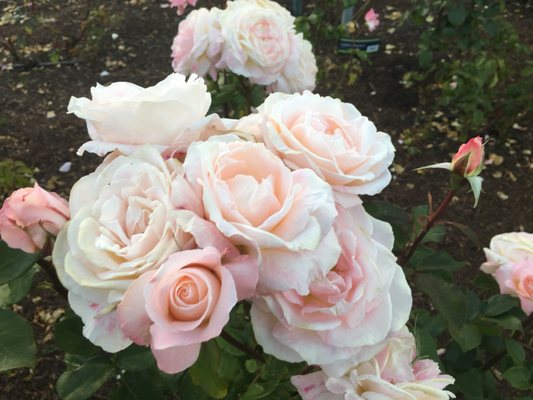 Dove Myer Robinson Park (Parnell Rose Garden) by null