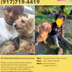 Homeless Animal Adoption League - I can also be reached @ 917-309-1054 she/s been missing since 7/1/22 her name is pearl