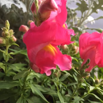 Guillermo's - Patio railing flowers. - Italian Near Me - San Antonio, Texas