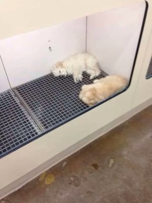 top dog store puppies