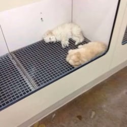 The Top Dog Store - Puppies at Top Dog - looks so comfortable! (NOT)