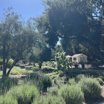 Olive + Lavender Farms - Attraction Farms Near Me - Los Olivos, California Olive + Lavender Farms - Attraction Farms Near Me - Los Olivos, California