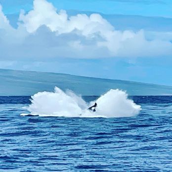Sea Maui - Boat Charters Near Me - Lahaina, Hawaii Sea Maui - Boat Charters Near Me - Lahaina, Hawaii
