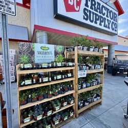 Tractor Supply - Succulents