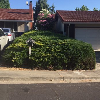 CH & L Services - Overgrown spider bush - Landscaping Near Me - Concord, California CH & L Services - Overgrown spider bush - Landscaping Near Me - Concord, California