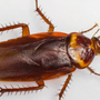 Photo of Environmental Pest Control