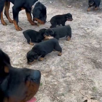 Von Bachman Rottweilers - Pet Breeders Near Me - Lufkin, Texas Von Bachman Rottweilers - Pet Breeders Near Me - Lufkin, Texas