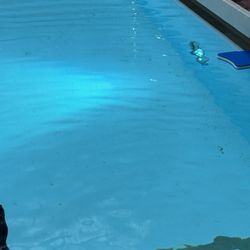 Molitor - Small black dots all over indoor pool