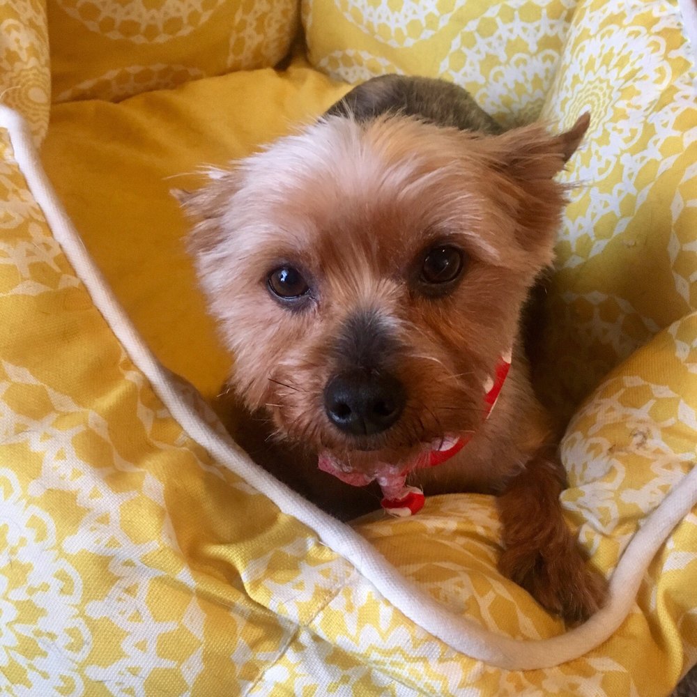 Houndstooth Mobile Grooming - New short haircut. Mommy loves it! - Pet Groomers Near Me - Fort Worth, Texas