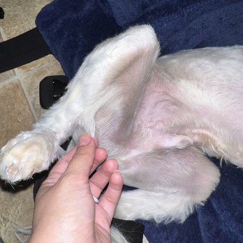Fur Real - Pet Groomers Near Me - Carlsbad, California