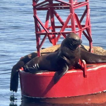 Island Adventures Whale Watching - Stellar sea lions - Whale Watching Tours Near Me - Anacortes, Washington Island Adventures Whale Watching - Stellar sea lions - Whale Watching Tours Near Me - Anacortes, Washington