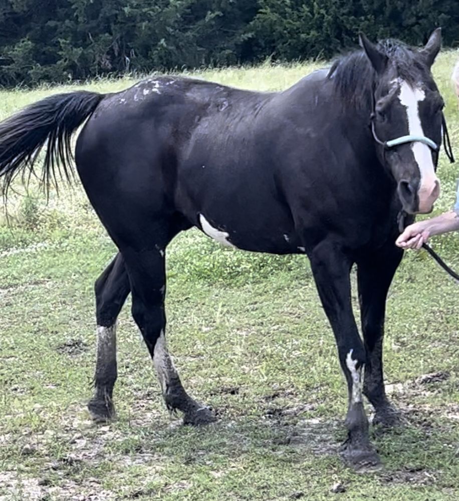 ROCKWALL EQUINE CENTER Updated October 2024 9385 County Road 2432, Terrell, Texas