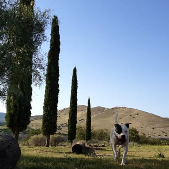 Alpha Pet Dog Training - recall & retrieve exercises are so much fun, one of the most important cues to teach your dog. Good boy Petey! - Pet Sitting Near Me Alpha Pet Dog Training - recall & retrieve exercises are so much fun, one of the most important cues to teach your dog. Good boy Petey! - Pet Sitting Near Me