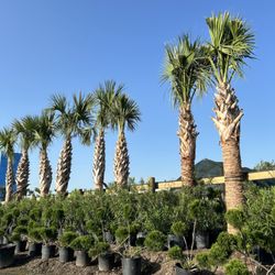 Three Sisters Nursery