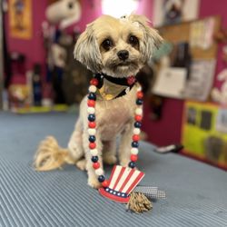 New Fursey Pawspitality - "Juju" the Maltese/Chihuahua Mix says Happy Memorial Day! 2024
