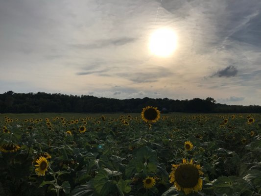 Columbia Bottom Conservation Area by null