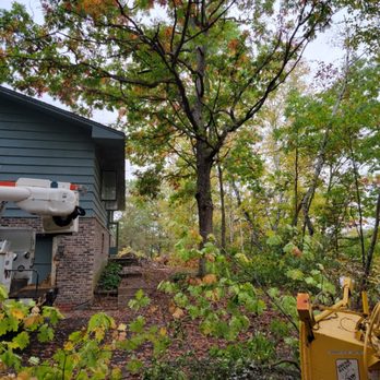 Sunrise Tree Service - Before tree removal - Tree Services Near Me Sunrise Tree Service - Before tree removal - Tree Services Near Me