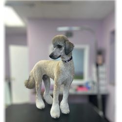 Lavender Fields Pet Spa