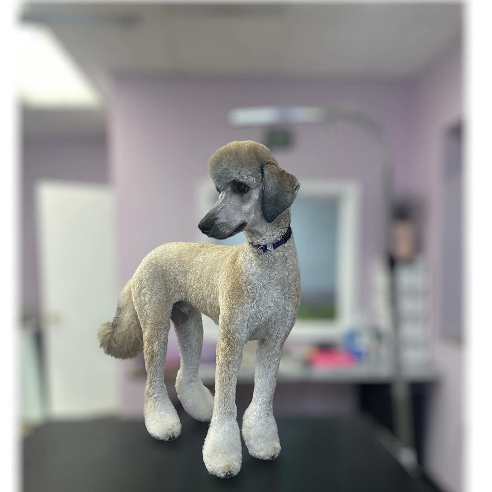 Lavender Fields Pet Spa Image