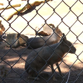 Central Coast Zoo - This animal is related to the guinea pig and hops on all four legs at once. - Zoos Near Me - Atascadero, California Central Coast Zoo - This animal is related to the guinea pig and hops on all four legs at once. - Zoos Near Me - Atascadero, California