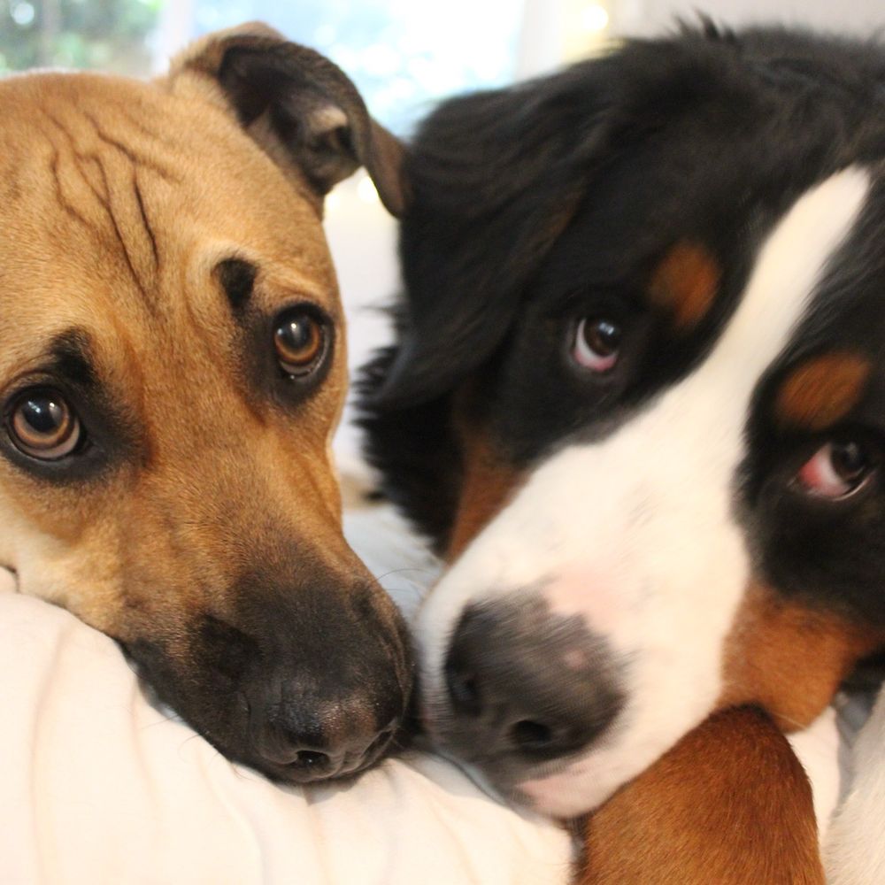 Love Ur K9 - Pet Training Near Me - Redondo Beach, California Love Ur K9 - Pet Training Near Me - Redondo Beach, California