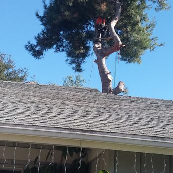Master Tree Services - Tree Services Near Me Master Tree Services - Tree Services Near Me