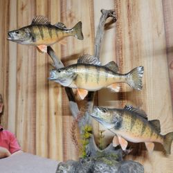 Rack'm Smack'm Taxidermy