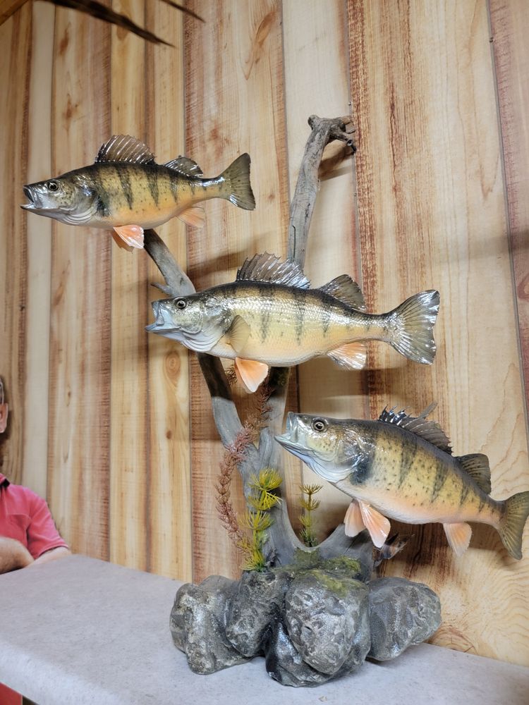 Rack'm Smack'm Taxidermy - taxidermy in Rush City, MN