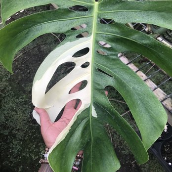 Koba's Nursery - Nurseries & Gardening Near Me - Waimanalo, Hawaii