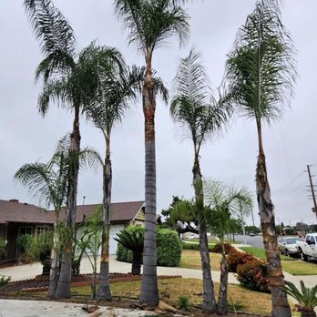 B&M Tree Service - Tree Services Near Me B&M Tree Service - Tree Services Near Me