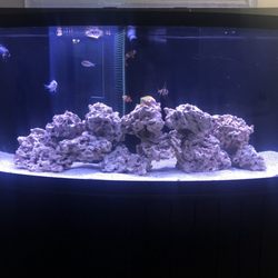 Clearwater Aquariums