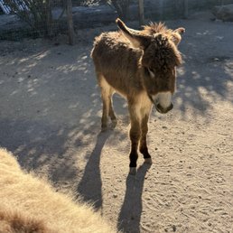 Donkey Donkey