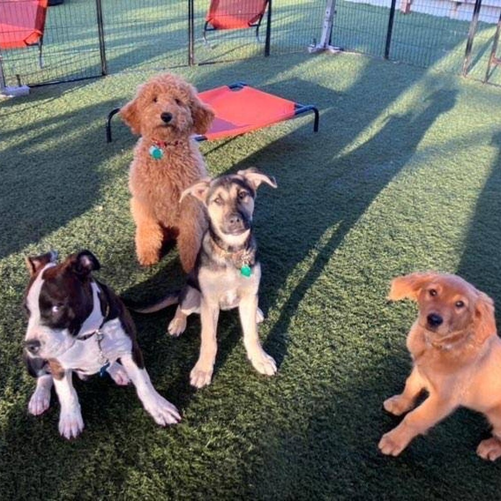 Custom K-9 - School update from Mawra - Pet Training Near Me - South San Francisco, California Custom K-9 - School update from Mawra - Pet Training Near Me - South San Francisco, California