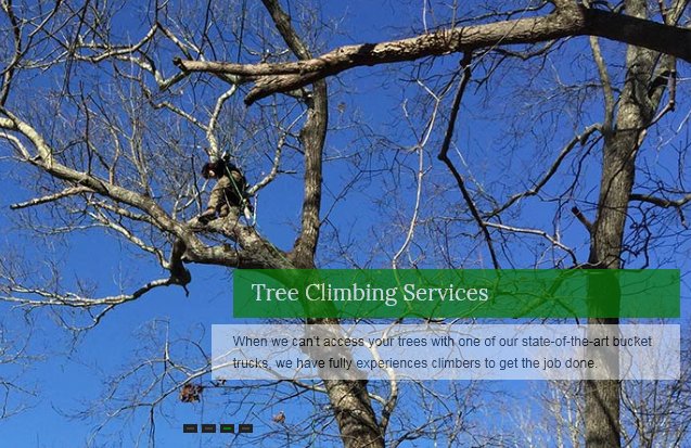 A & L Tree Experts - tree service in Madison, CT